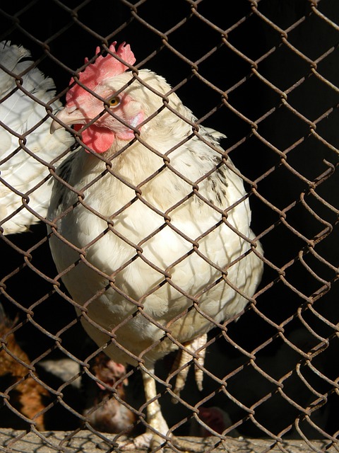 既有足球體 既有足球體